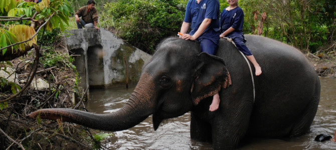 Ride ‘Em Elephants!